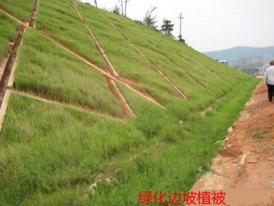 正源 绿化喷薄网  勾花网  菱形网  铰刀网  护坡网图1