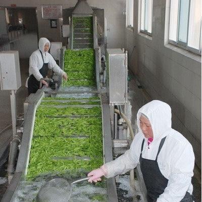 喷淋式气泡清洗机  白菜清洗剂机  蔬菜清洗机图2